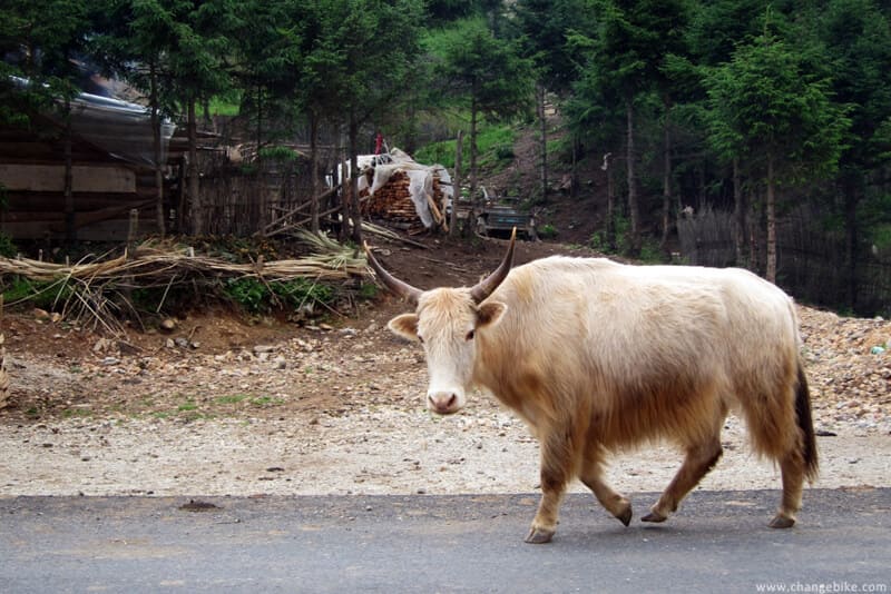 changebike adventure bike tours yunnan nixi