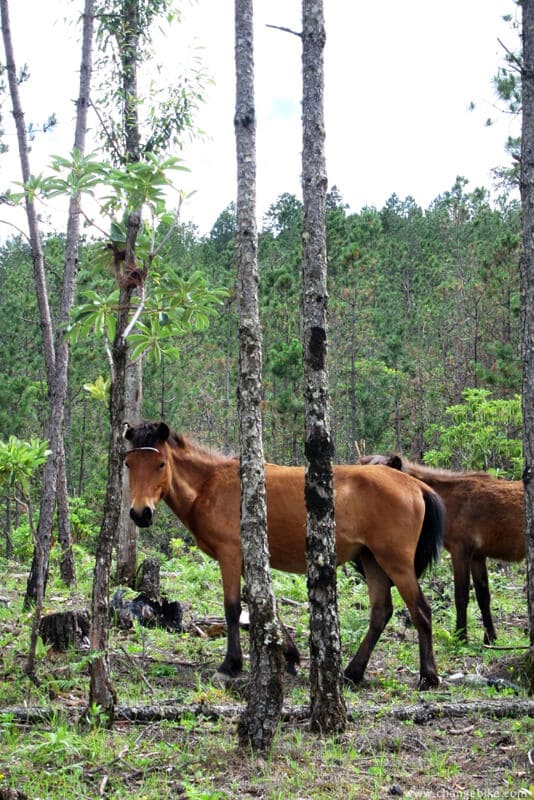 changebike yunnan bike tours yunnan Maoniuping