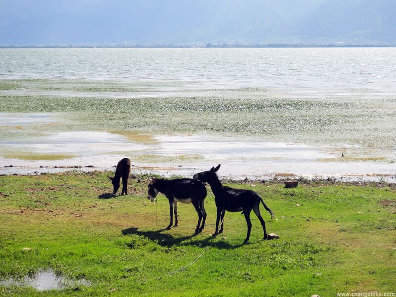 changebike adventure bike tours yunnan erhai